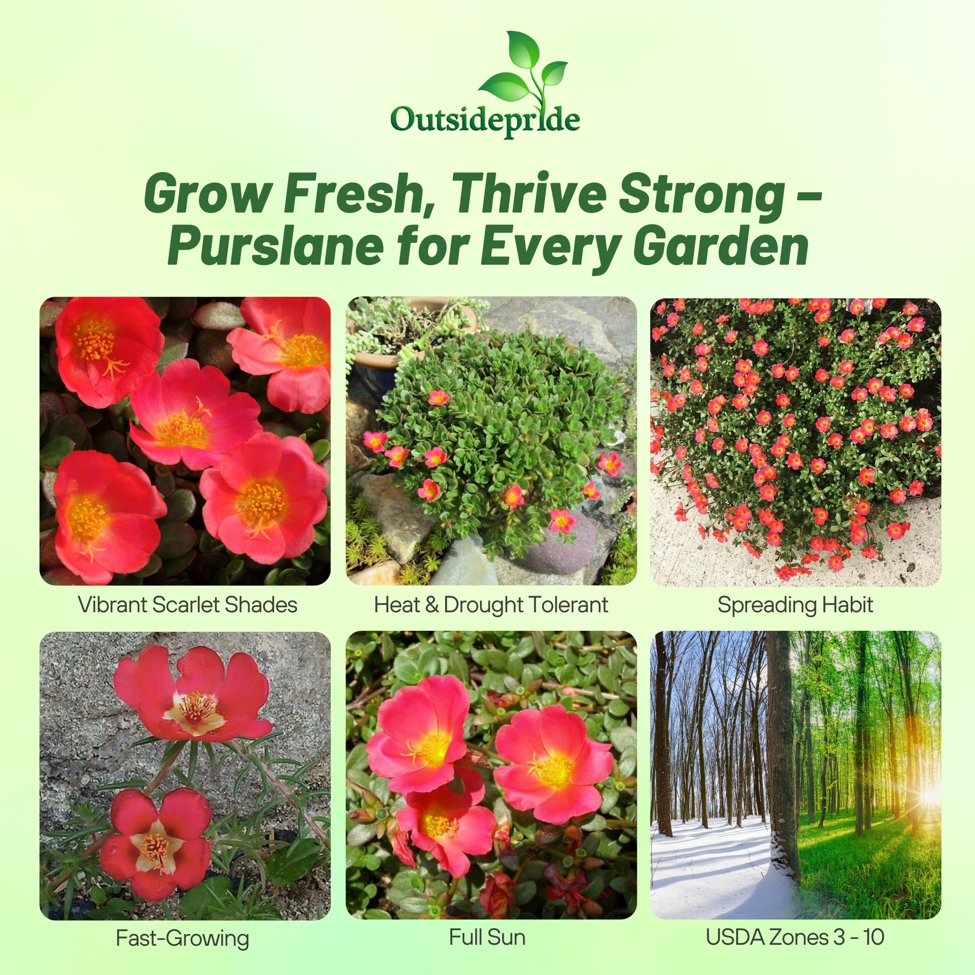 Outsidepride Scarlet Purslane seeds in a garden bed ideal for borders and containers