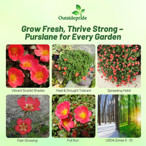 Outsidepride Scarlet Purslane seeds in a garden bed ideal for borders and containers