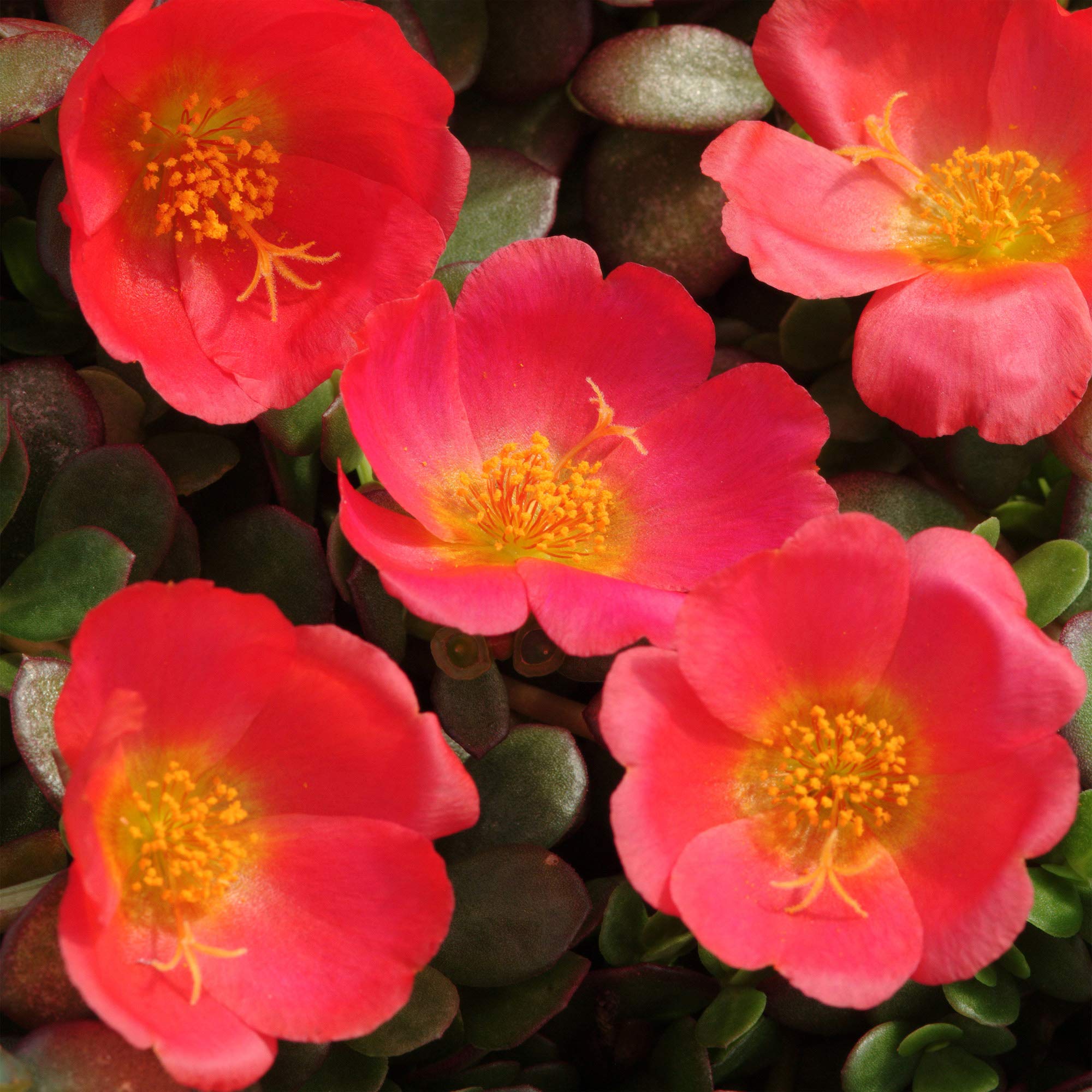 Outsidepride Scarlet Purslane leaves closeup showing edible greens for salads