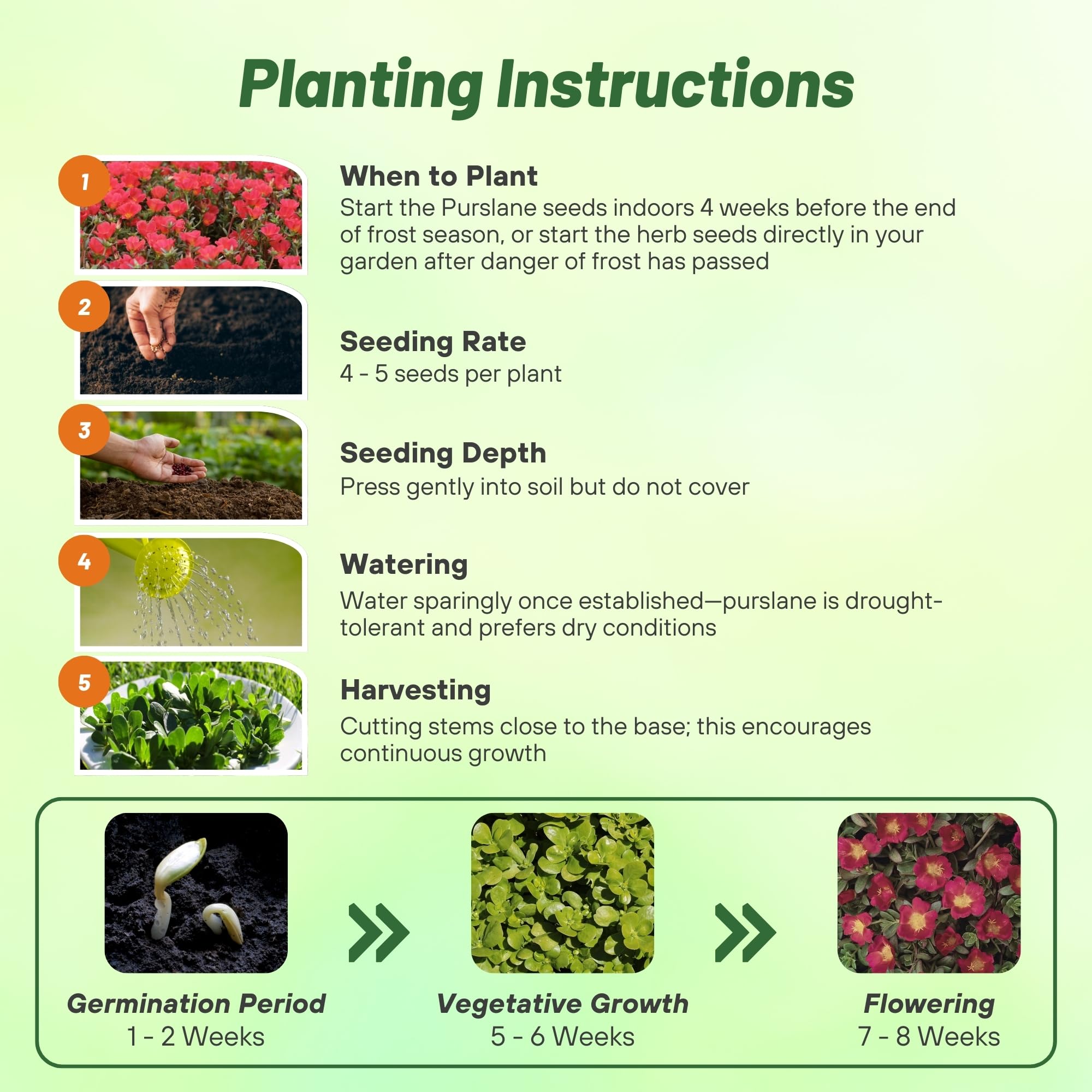 Outsidepride Scarlet Purslane seeds on soil surface with easy sowing for ground cover