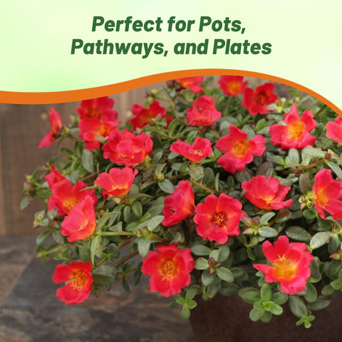Outsidepride Scarlet Purslane seeds with sunlight thriving in sunny drought-tolerant landscapes