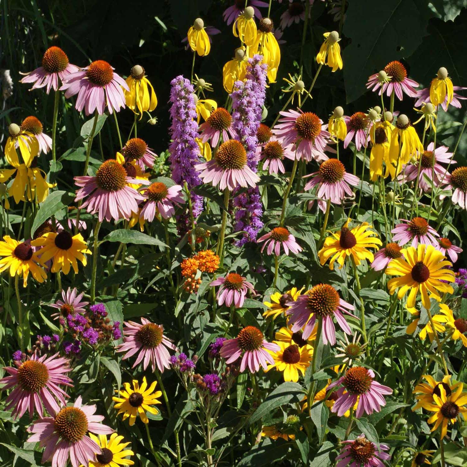 Outsidepride seeds sow easily with minimal prep for low-maintenance planting.