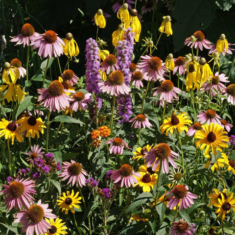Outsidepride seeds sow easily with minimal prep for low-maintenance planting.