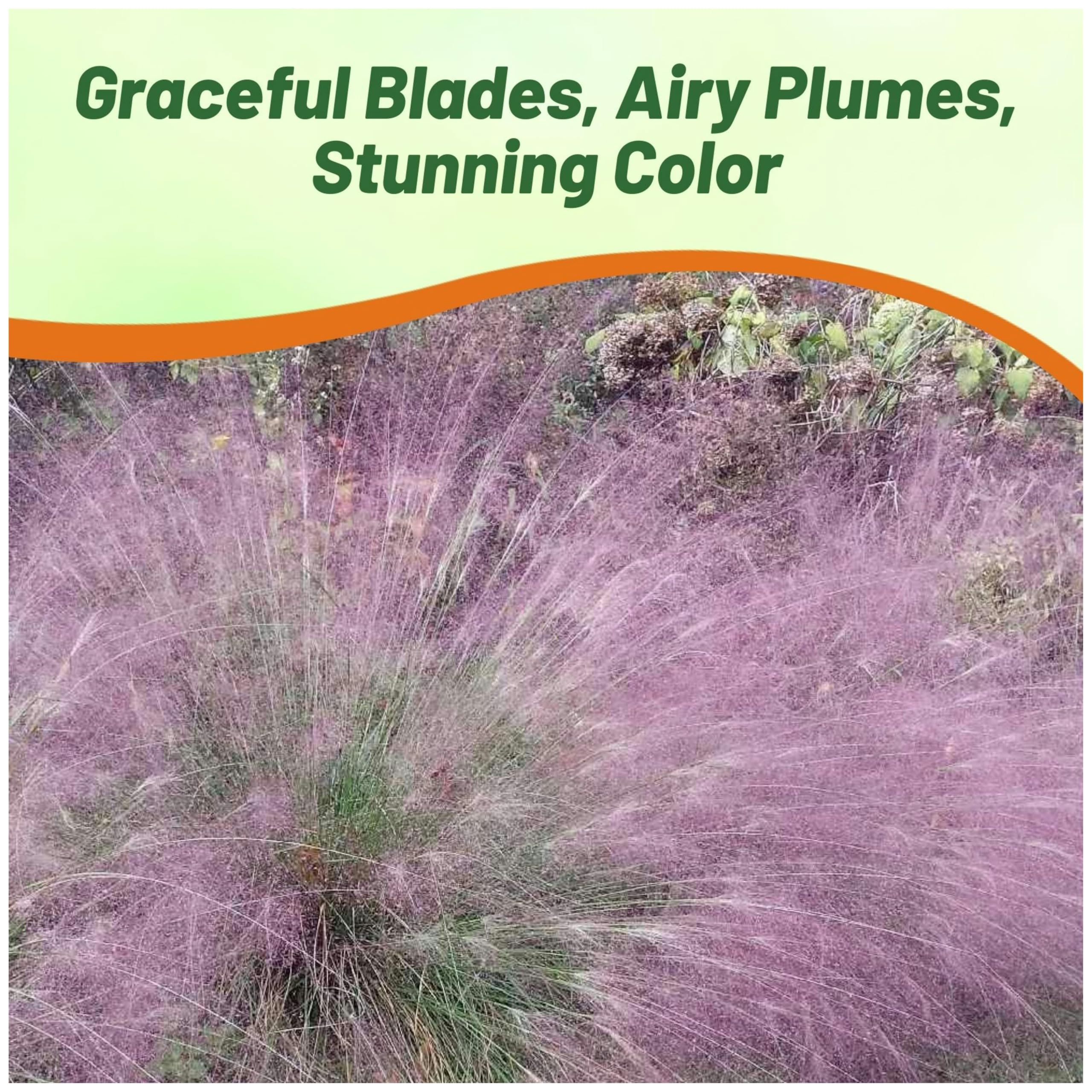 Outsidepride Seed packets show sowing indoors before frost or after frost.
