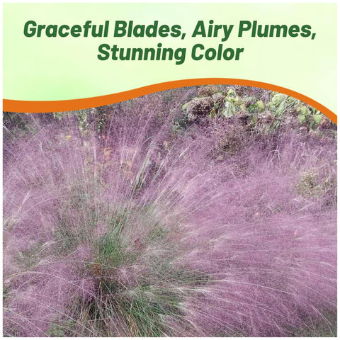 Outsidepride Seed packets show sowing indoors before frost or after frost.