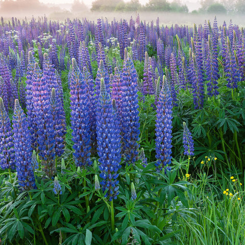 Outsidepride self-sowing lupine encourages repeat flowering in meadows.