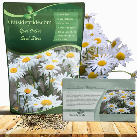 Outsidepride Shasta Daisy bloom cluster brightens sunny borders and attracts pollinators.