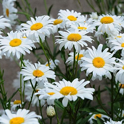 Outsidepride Shasta Daisy supports pollinators in butterfly-friendly beds.