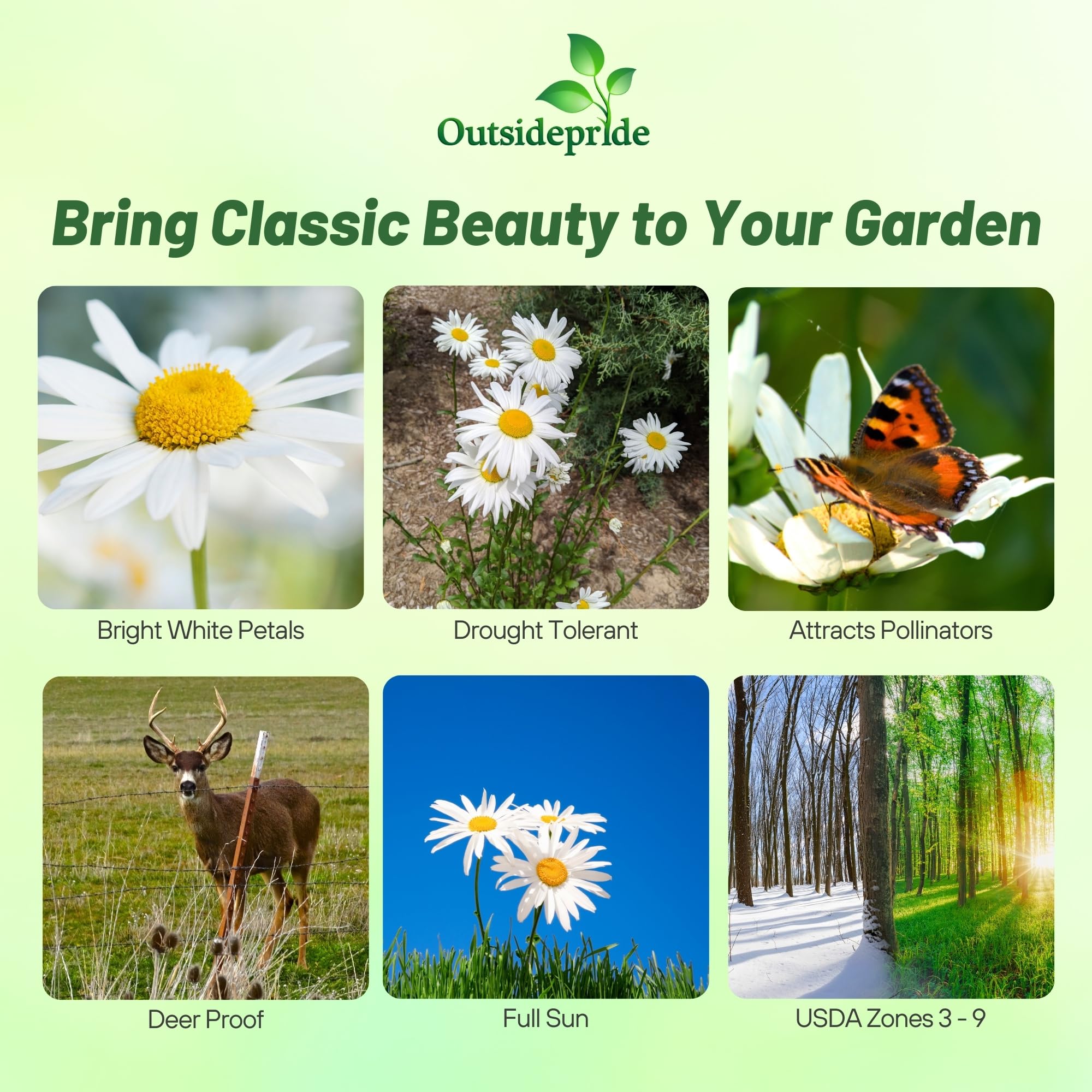 Outsidepride Shasta Daisy white petals with yellow centers brighten garden borders.