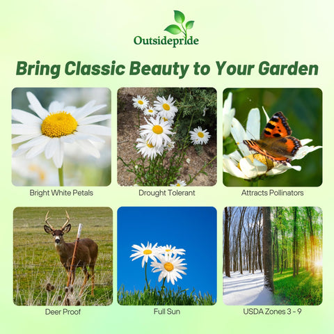 Outsidepride Shasta Daisy white petals with yellow centers brighten garden borders.