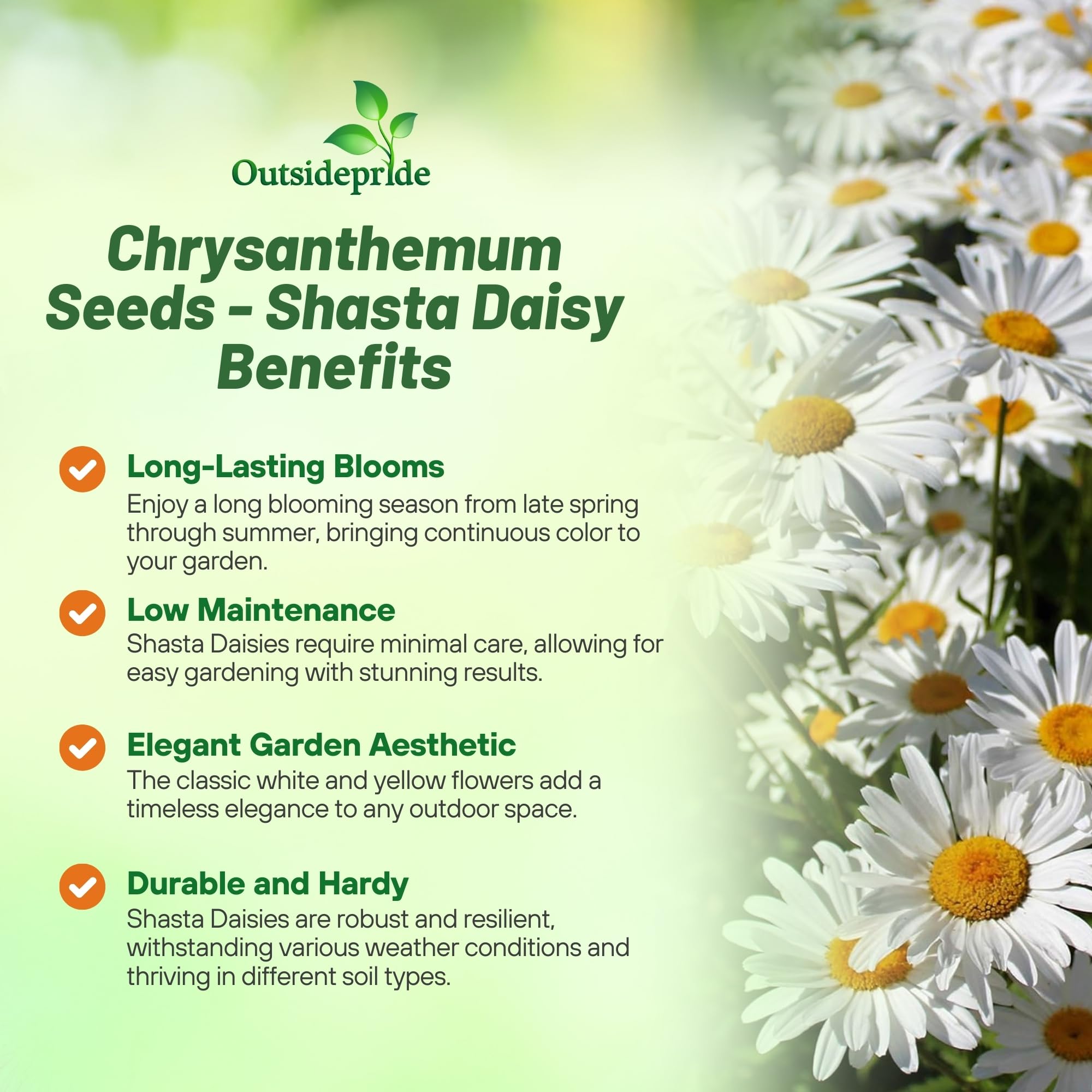 Outsidepride Shasta Daisy tall stems for striking cut flowers and arrangements.