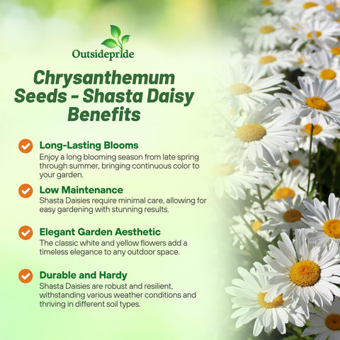 Outsidepride Shasta Daisy tall stems for striking cut flowers and arrangements.
