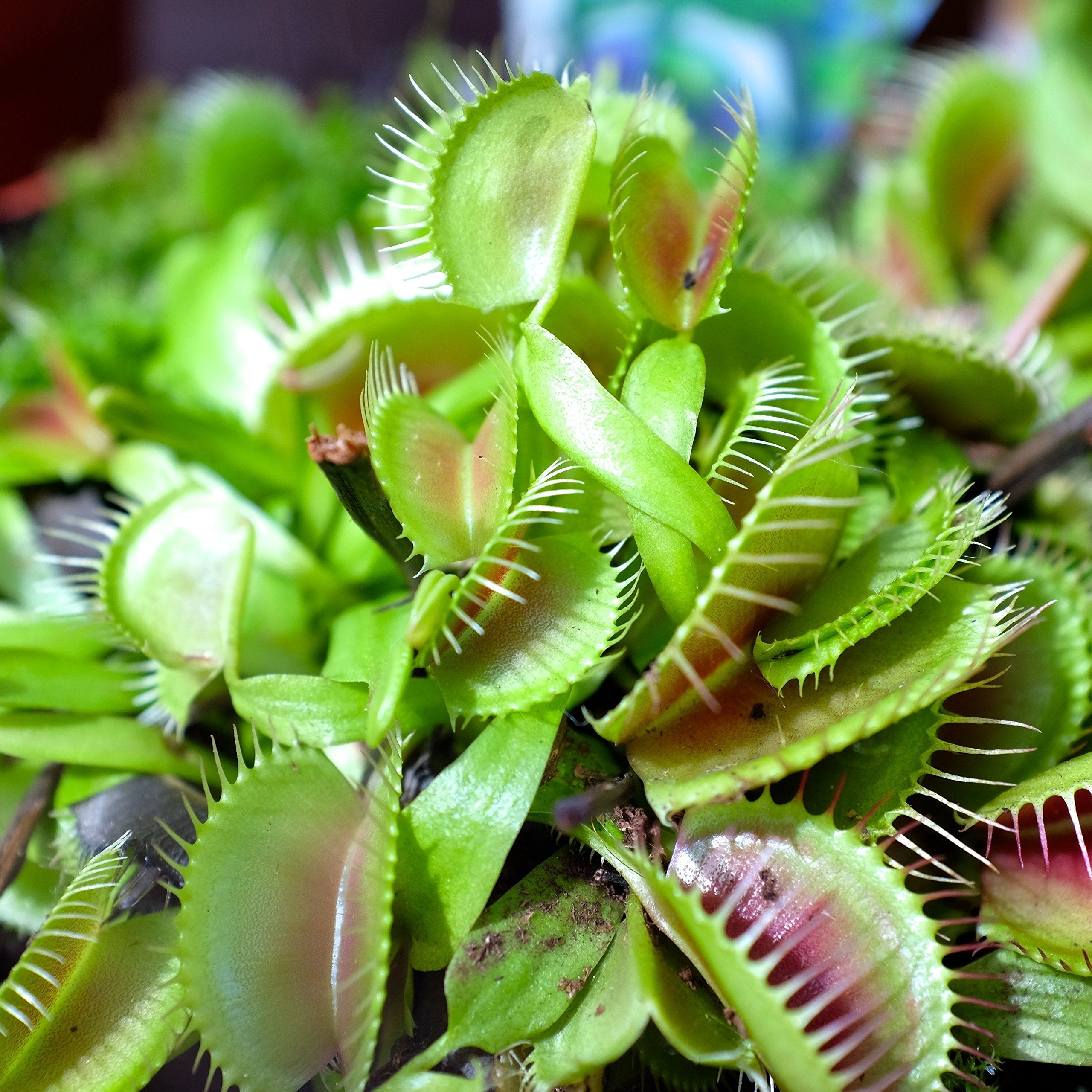 Outsidepride snapping-traps detail highlighting the plant's carnivorous adaptation