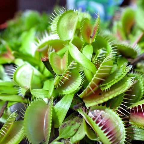 Outsidepride snapping-traps detail highlighting the plant's carnivorous adaptation
