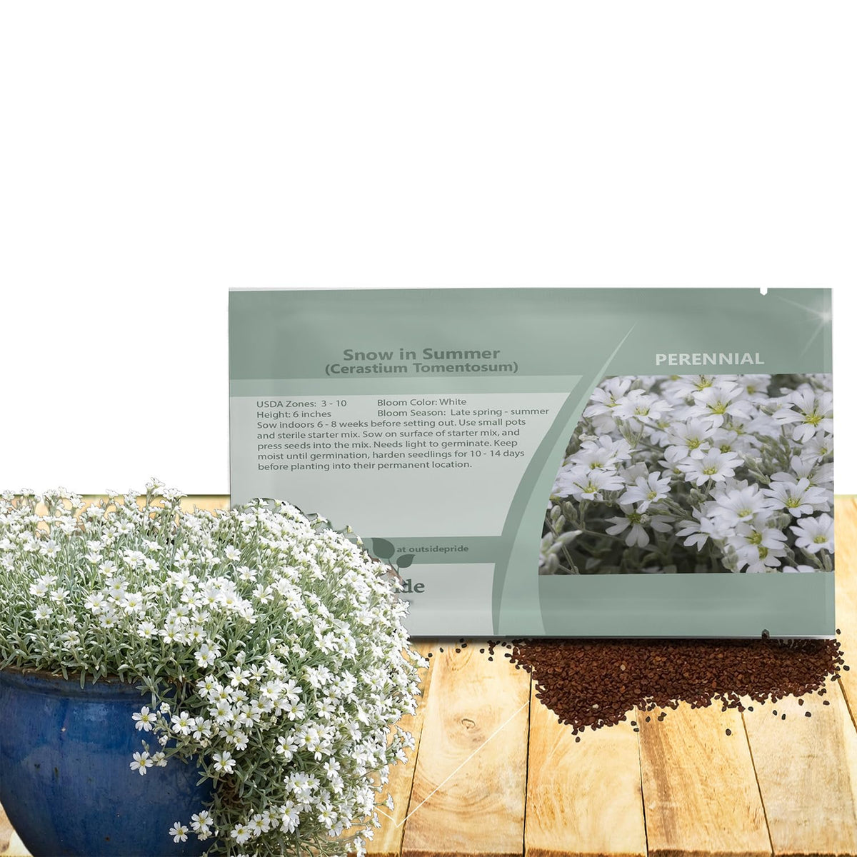 Outsidepride Snow in Summer bloom closeup showing white flowers for rock garden accents