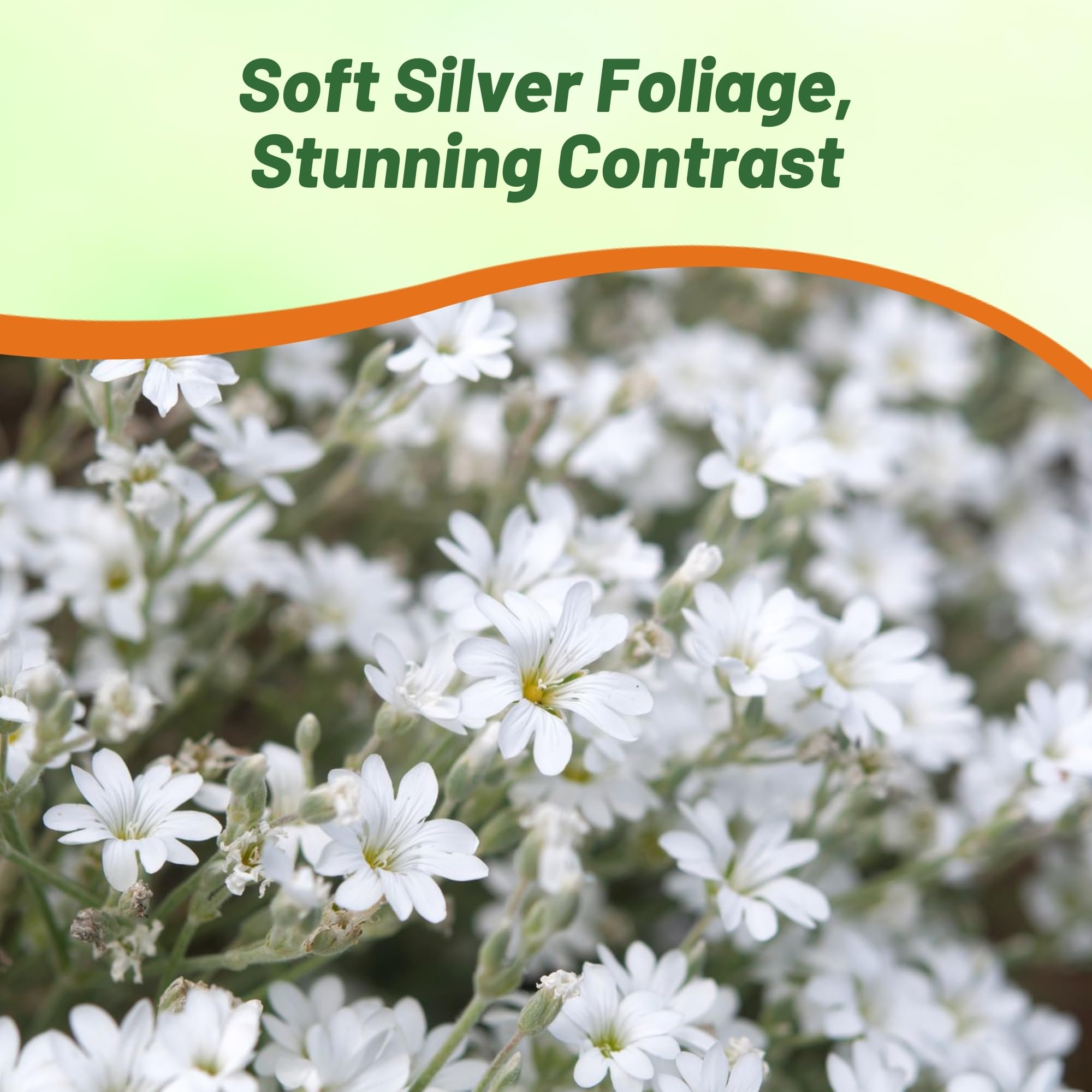 Outsidepride Snow in Summer drought-tolerant perennial ideal for xeriscaping