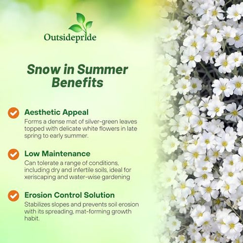 Outsidepride Snow in Summer foliage and white blooms along pathways and slopes