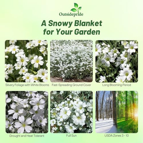 Outsidepride Snow in Summer ground cover mat of silvery foliage for drought-tolerant landscapes
