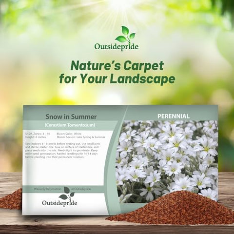 Outsidepride Snow in Summer rapid spread forming a low-maintenance ground cover