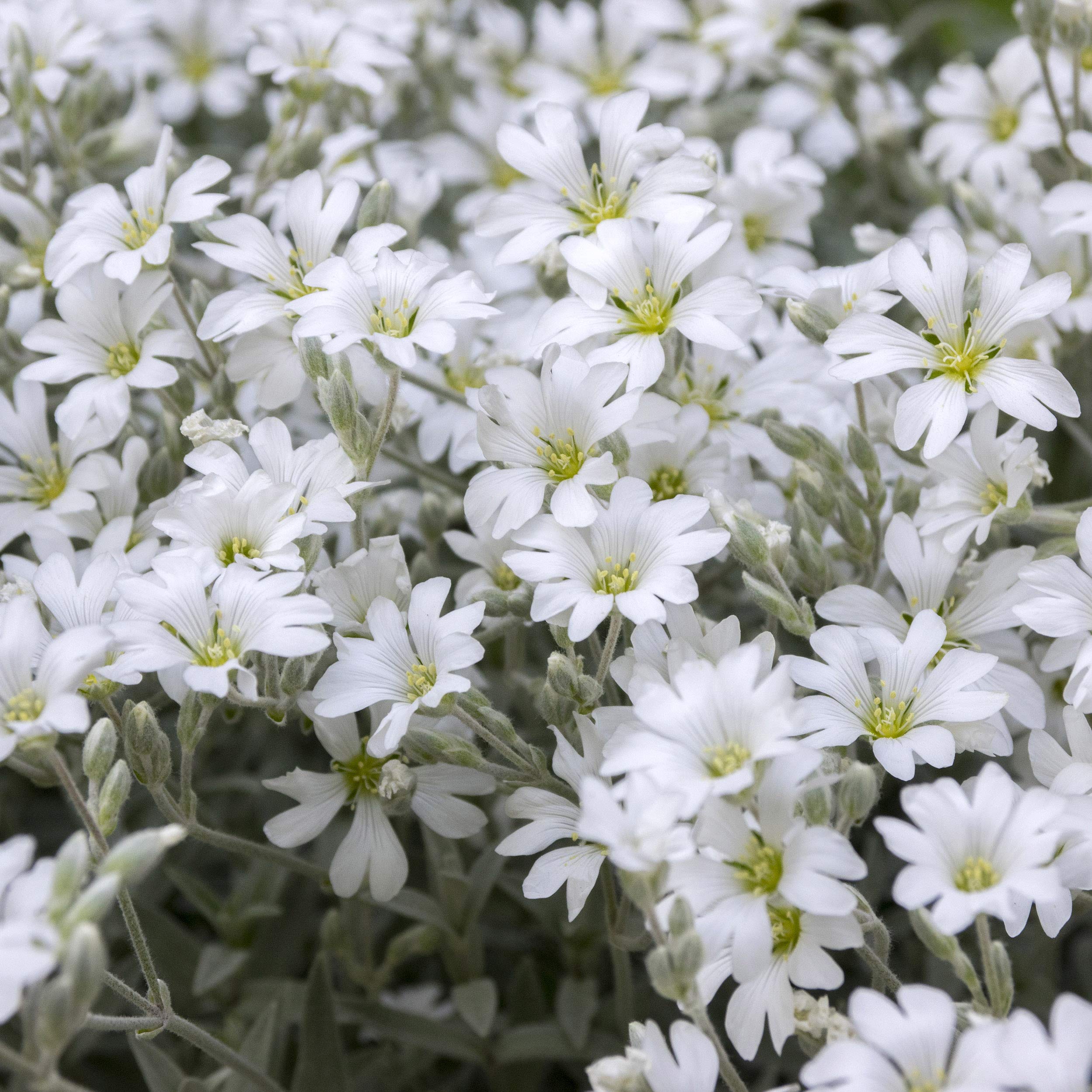Outsidepride Snow in Summer seed pack image highlighting 5000 seeds and coverage
