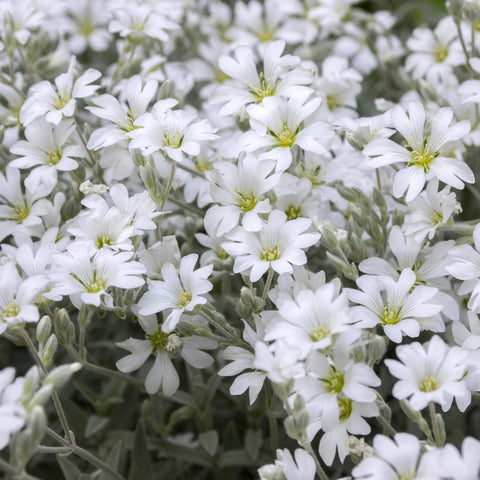 Outsidepride Snow in Summer seed pack image highlighting 5000 seeds and coverage