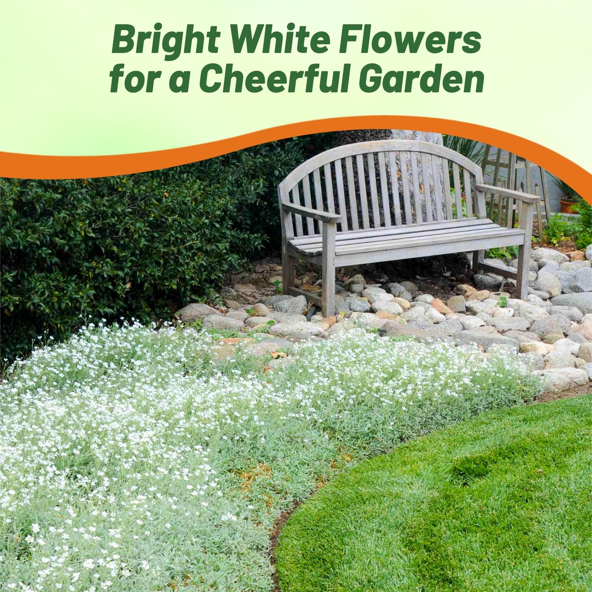 Outsidepride Snow in Summer hardy in USDA zones 3 through 10 for sunny gardens