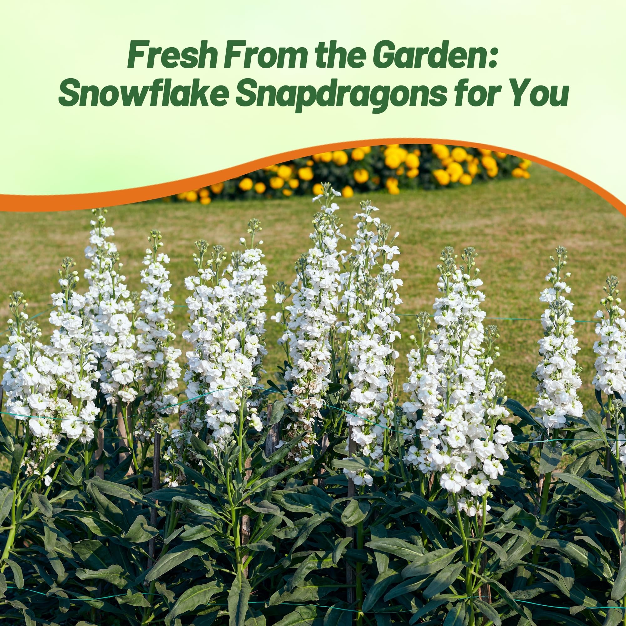 Outsidepride Snowflake Snapdragon cut flowers ideal for bouquets