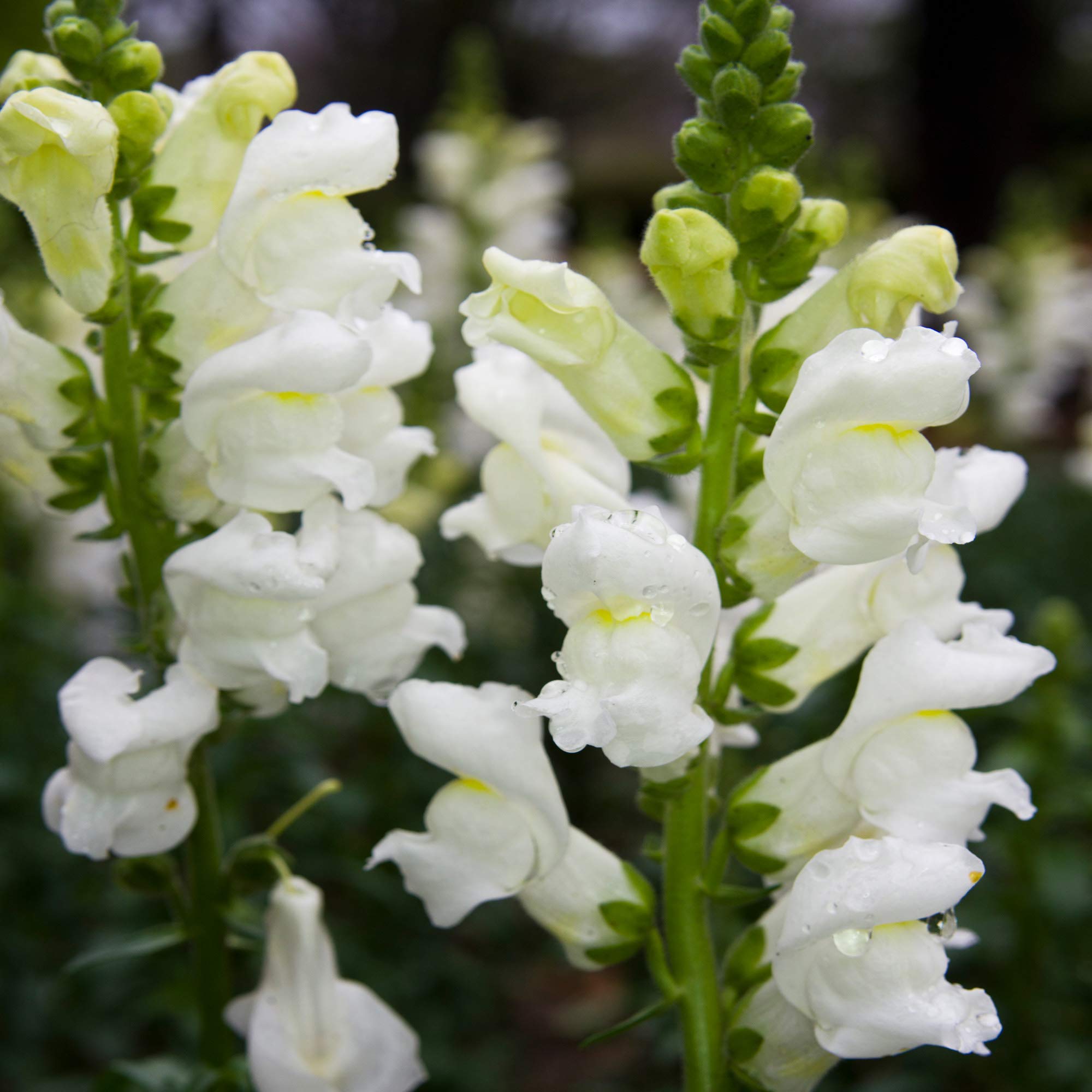 Outsidepride Snowflake Snapdragon garden setup complements cool season design