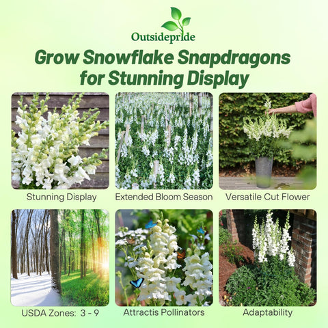 Outsidepride Snowflake Snapdragon seeds germination predicting tall stems