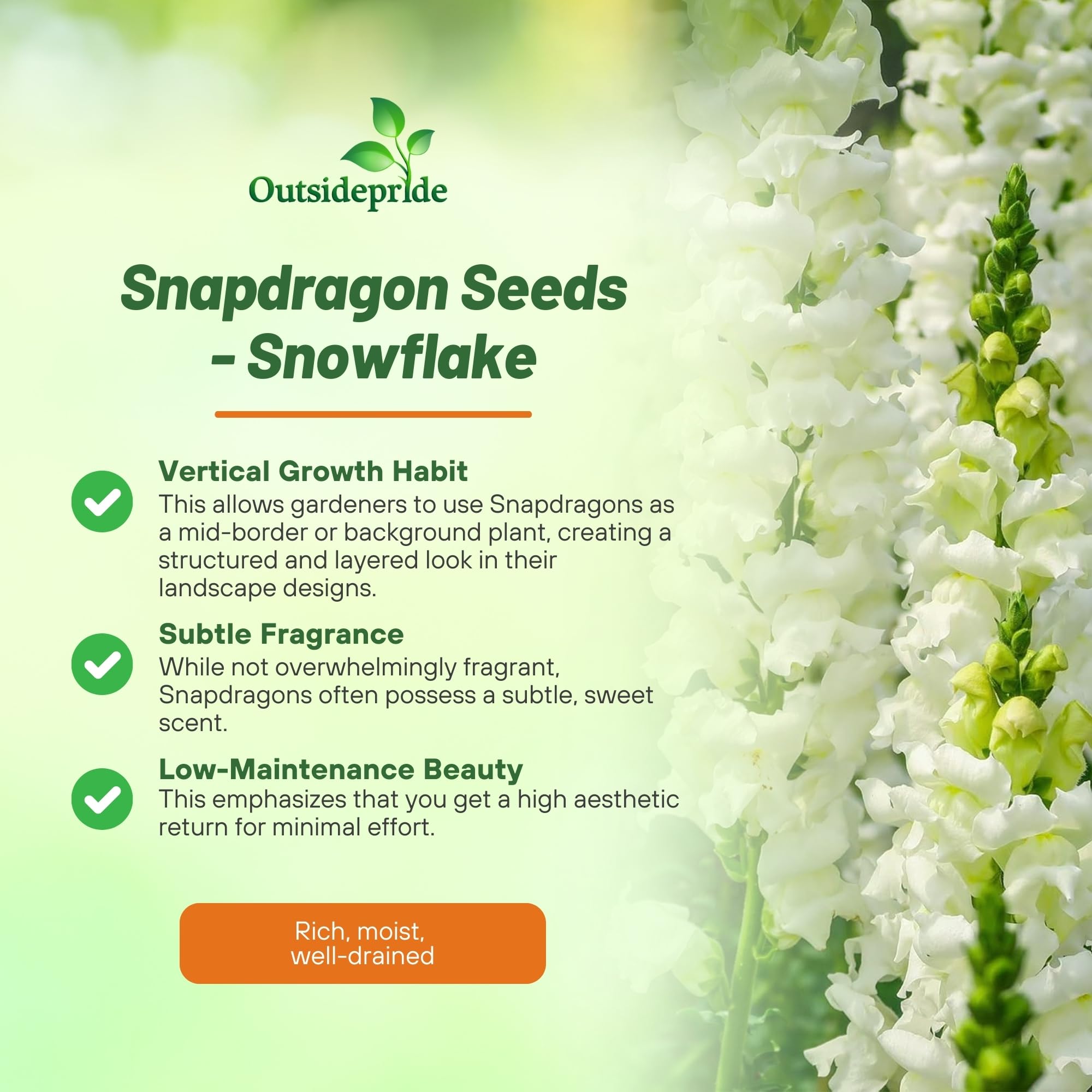 Outsidepride Snowflake Snapdragon white blooms brighten garden beds