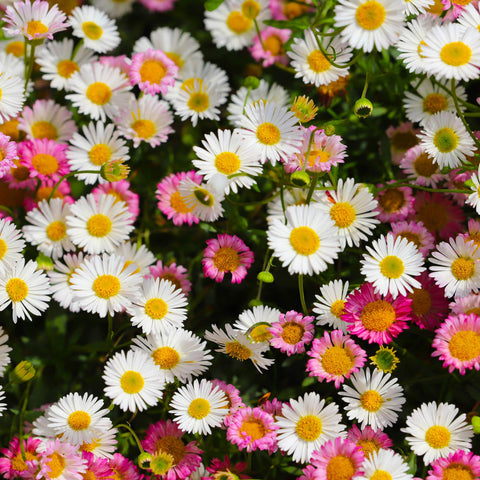Outsidepride Santa Barbara Daisy spacing guide aids even, airy plantings