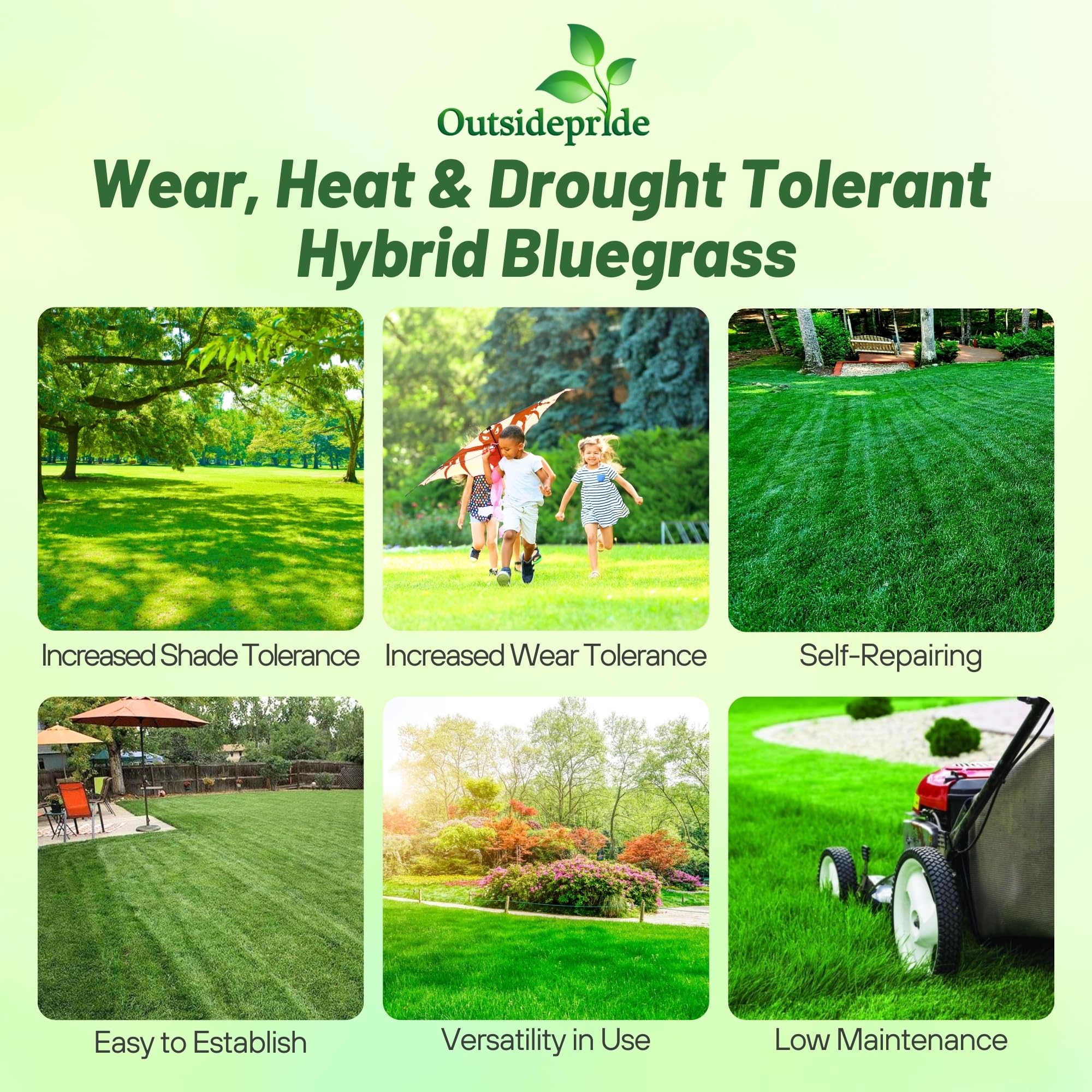 Outsidepride SPF-30 hybrid bluegrass seed with OptiGrowth coating for faster germination.
