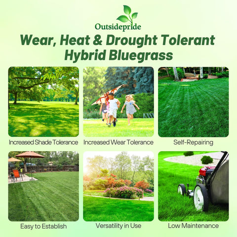 Outsidepride SPF-30 hybrid bluegrass seed with OptiGrowth coating for faster germination.