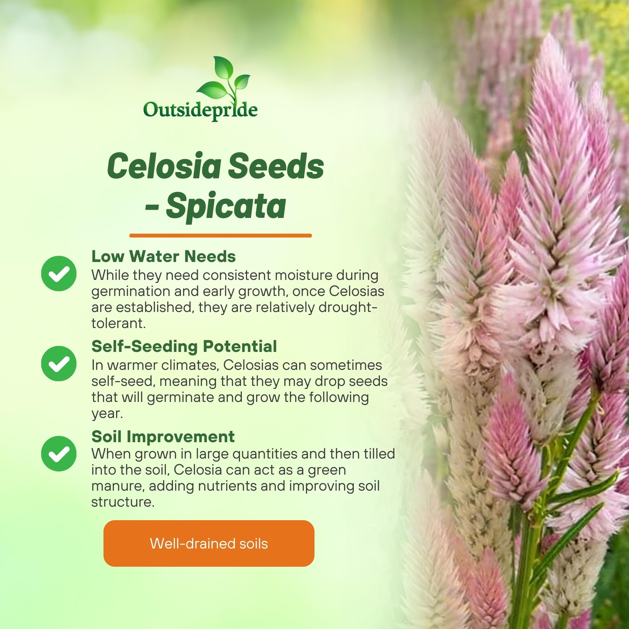 Outsidepride Spicata Celosia container-friendly blooms enhance patios and containers.