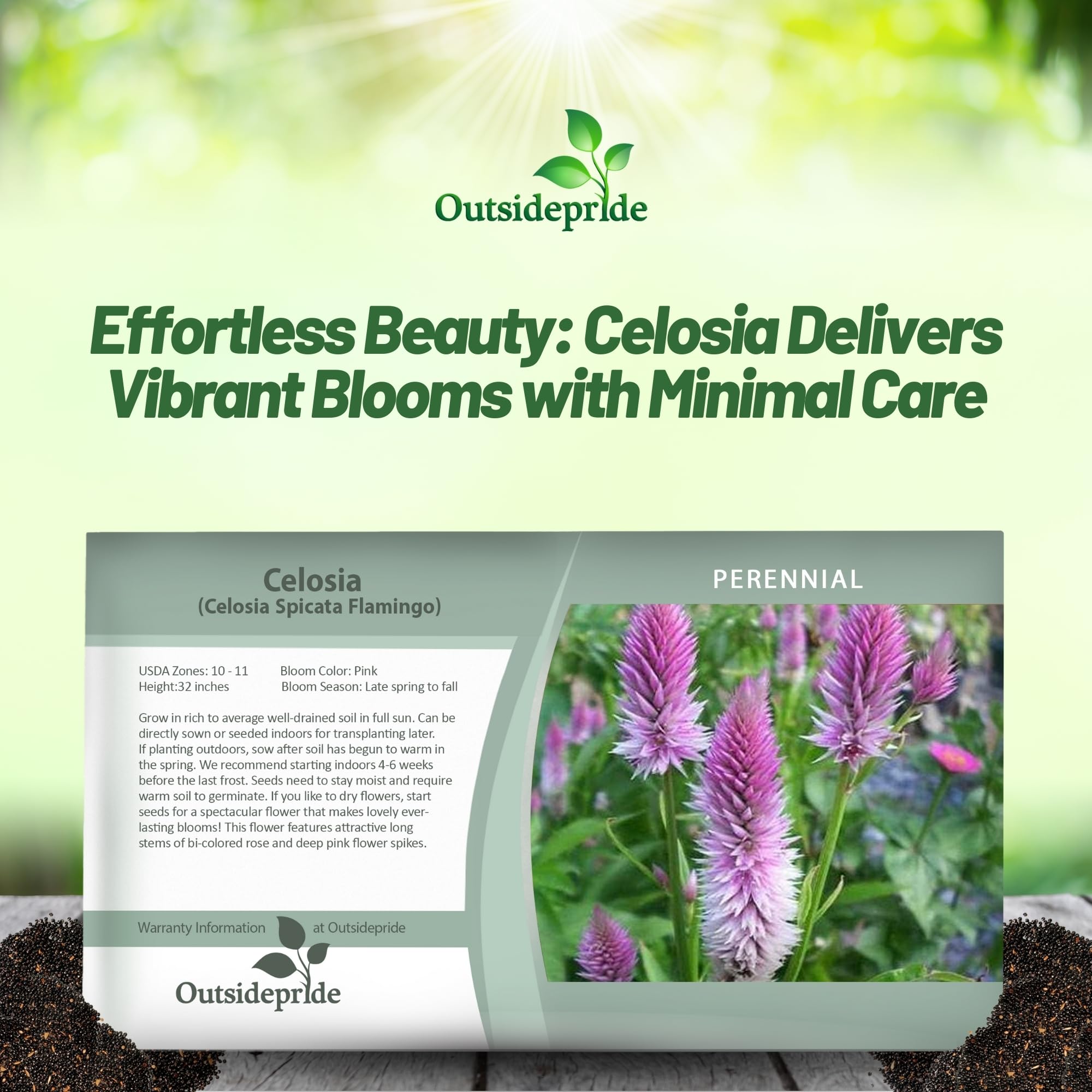 Outsidepride Spicata Celosia seeds support easy planting with low water needs.