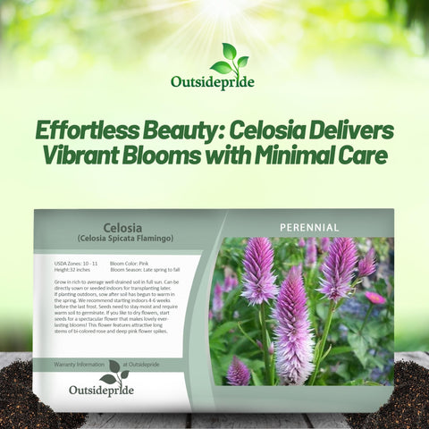 Outsidepride Spicata Celosia seeds support easy planting with low water needs.