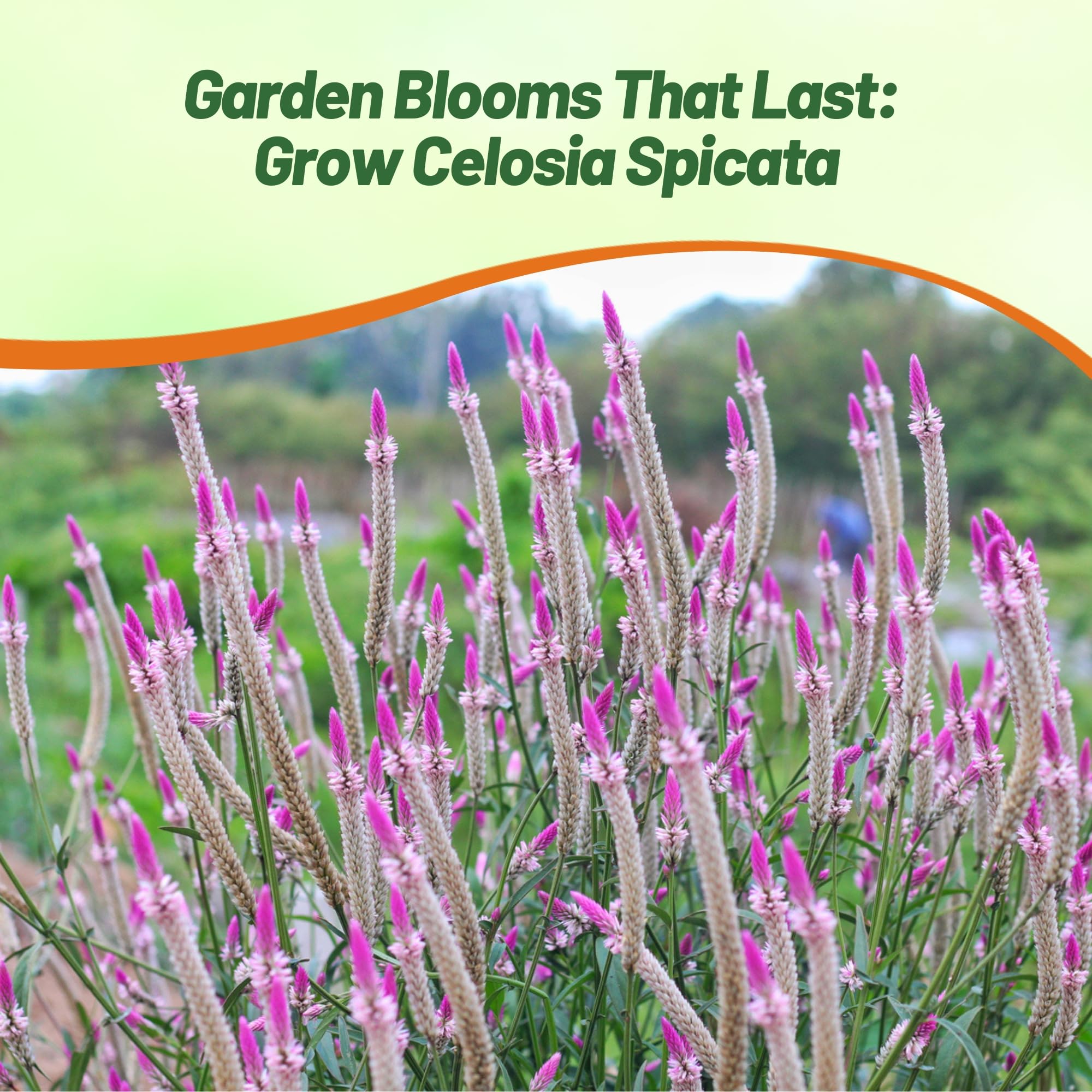 Outsidepride Spicata Celosia ideal for houseplants and dried flower displays.
