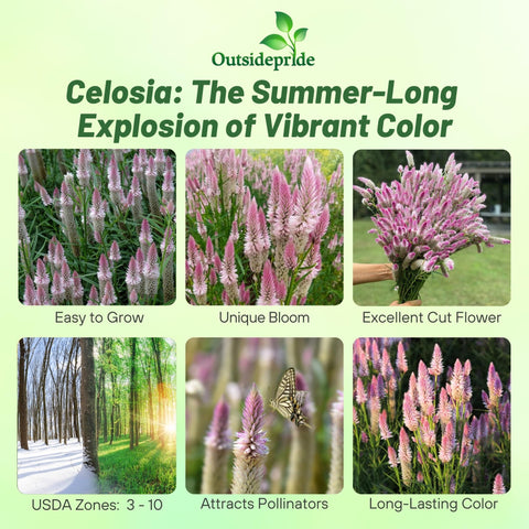 Outsidepride Spicata Celosia tall stems add vertical structure in borders.