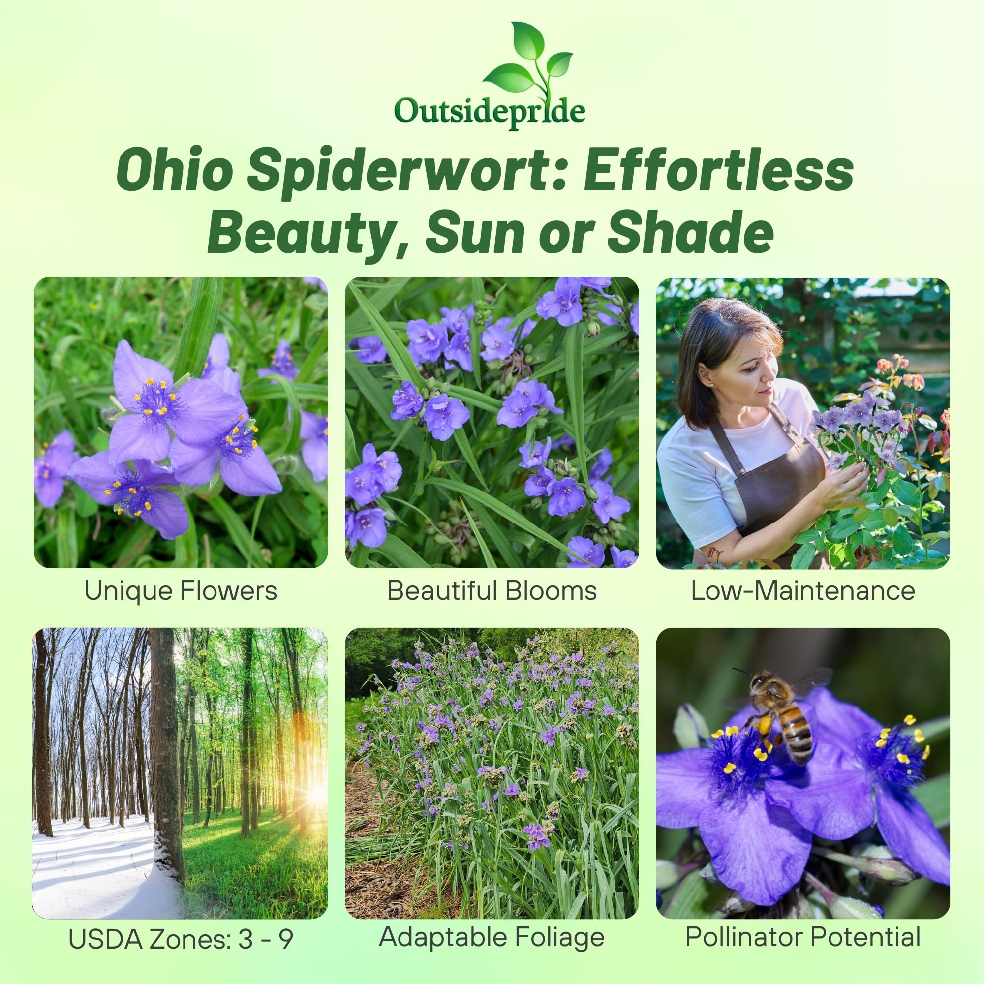 Outsidepride Spiderwort seeds showcase dark-green foliage for year-round interest