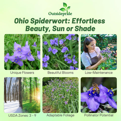 Outsidepride Spiderwort seeds showcase dark-green foliage for year-round interest