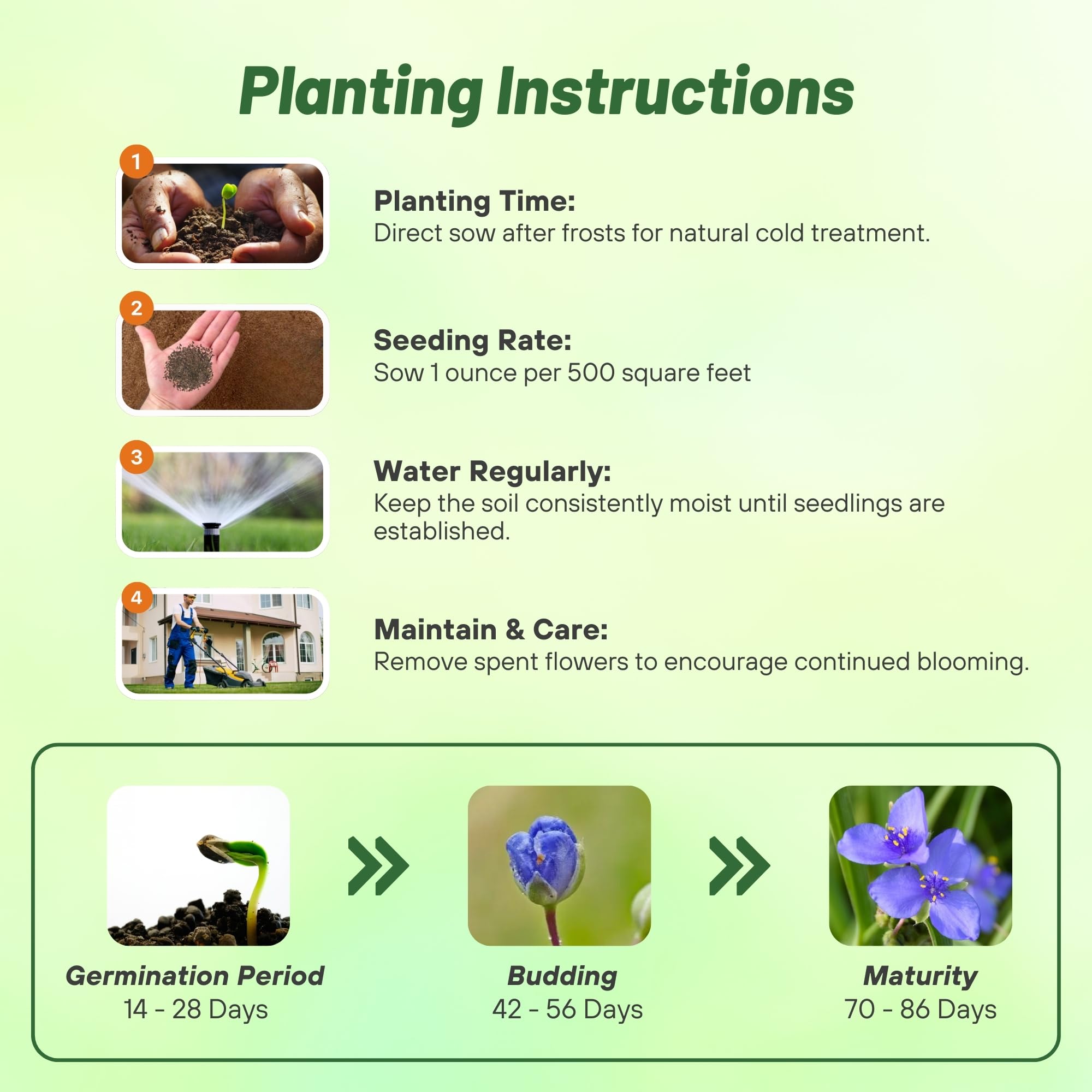 Outsidepride Spiderwort seeds demonstrate drought-tolerant perennial performance