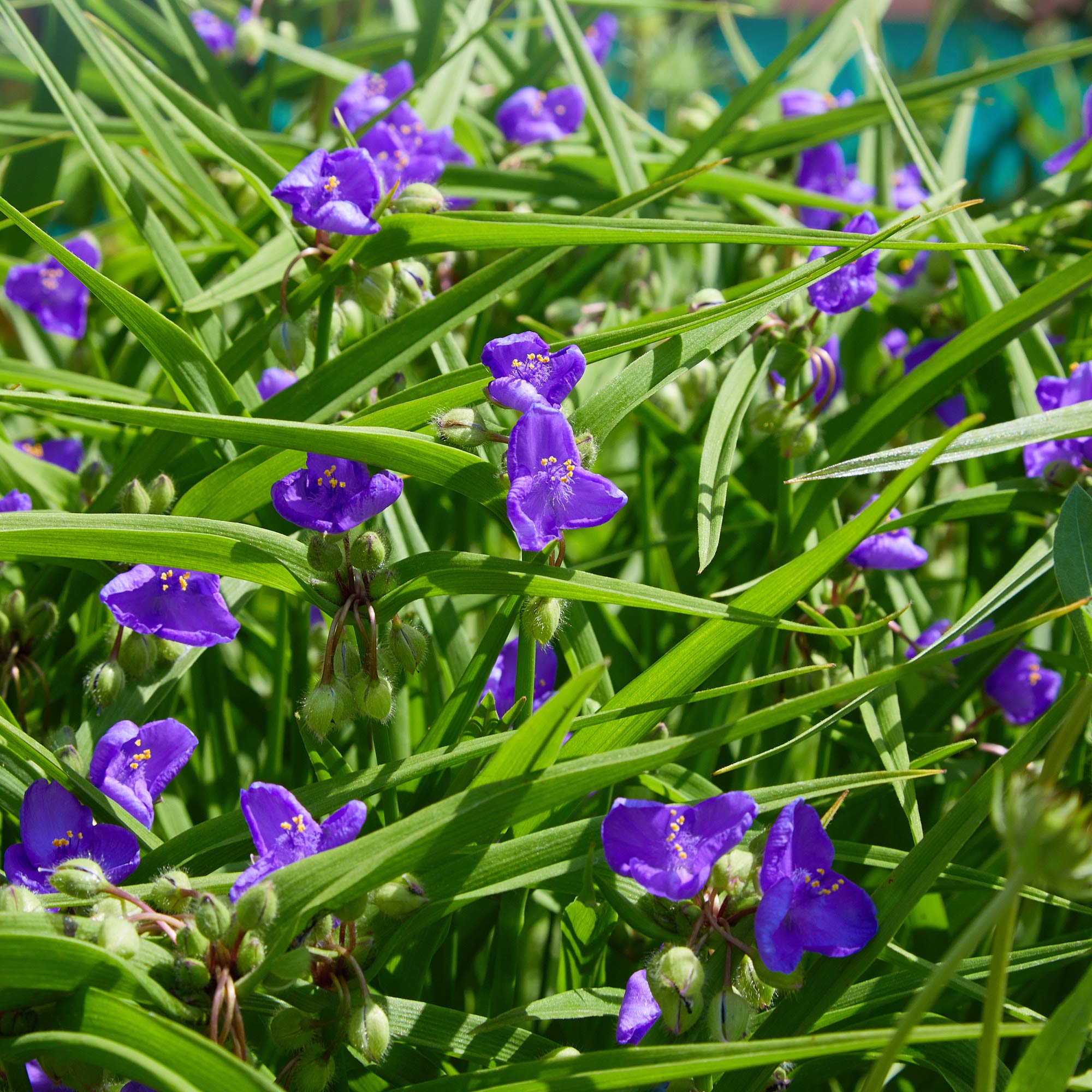 Outsidepride Spiderwort seeds as a hardy perennial wildflower option