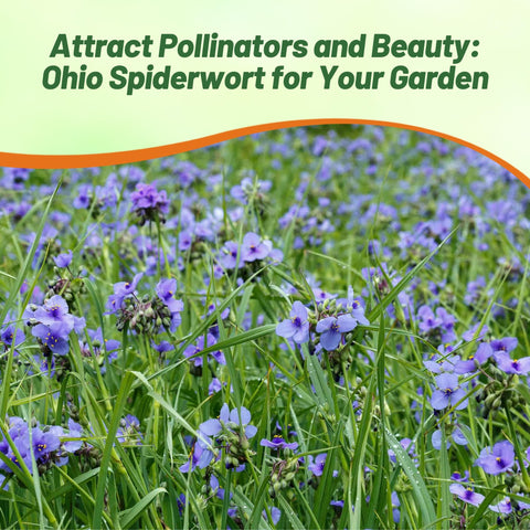 Outsidepride Spiderwort seeds attract pollinators in a garden habitat