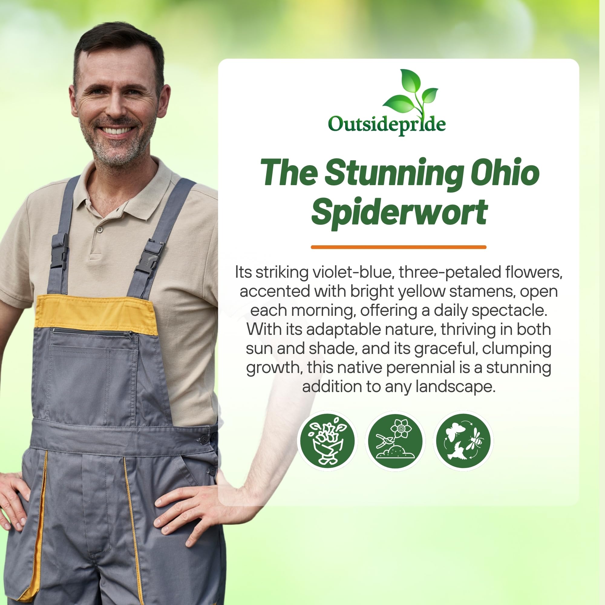 Outsidepride Spiderwort seeds self-sowing for ongoing bloom seasons
