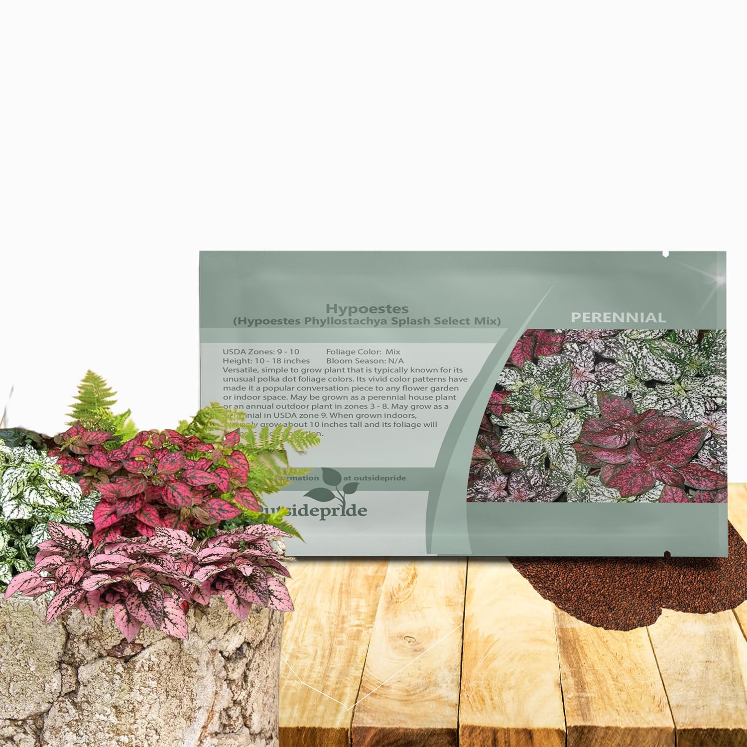 Outsidepride Splash Select Mixed Hypoestes seeds ready for container planting in shade.