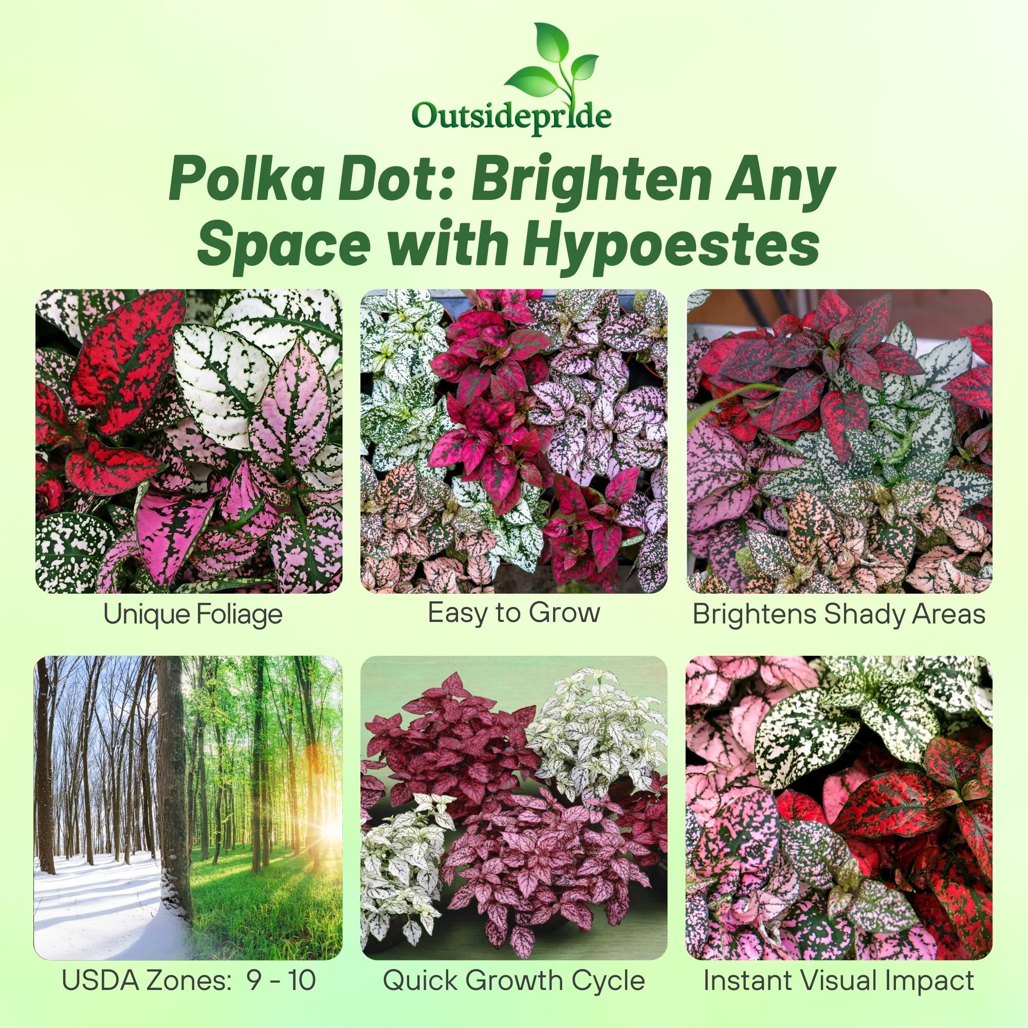 Outsidepride Hypoestes seeds show vibrant variegated foliage for hanging baskets.