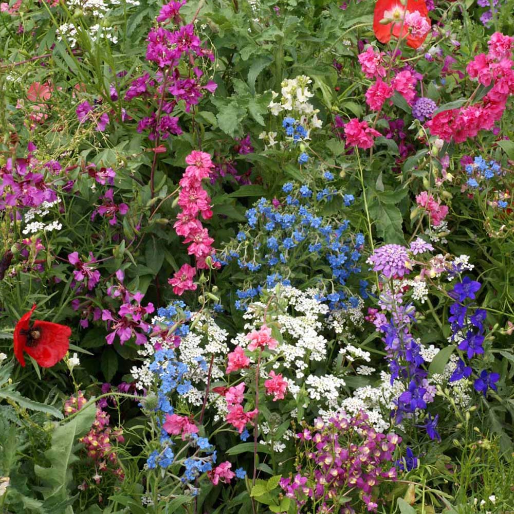Outsidepride blooms spring through fall for continuous color