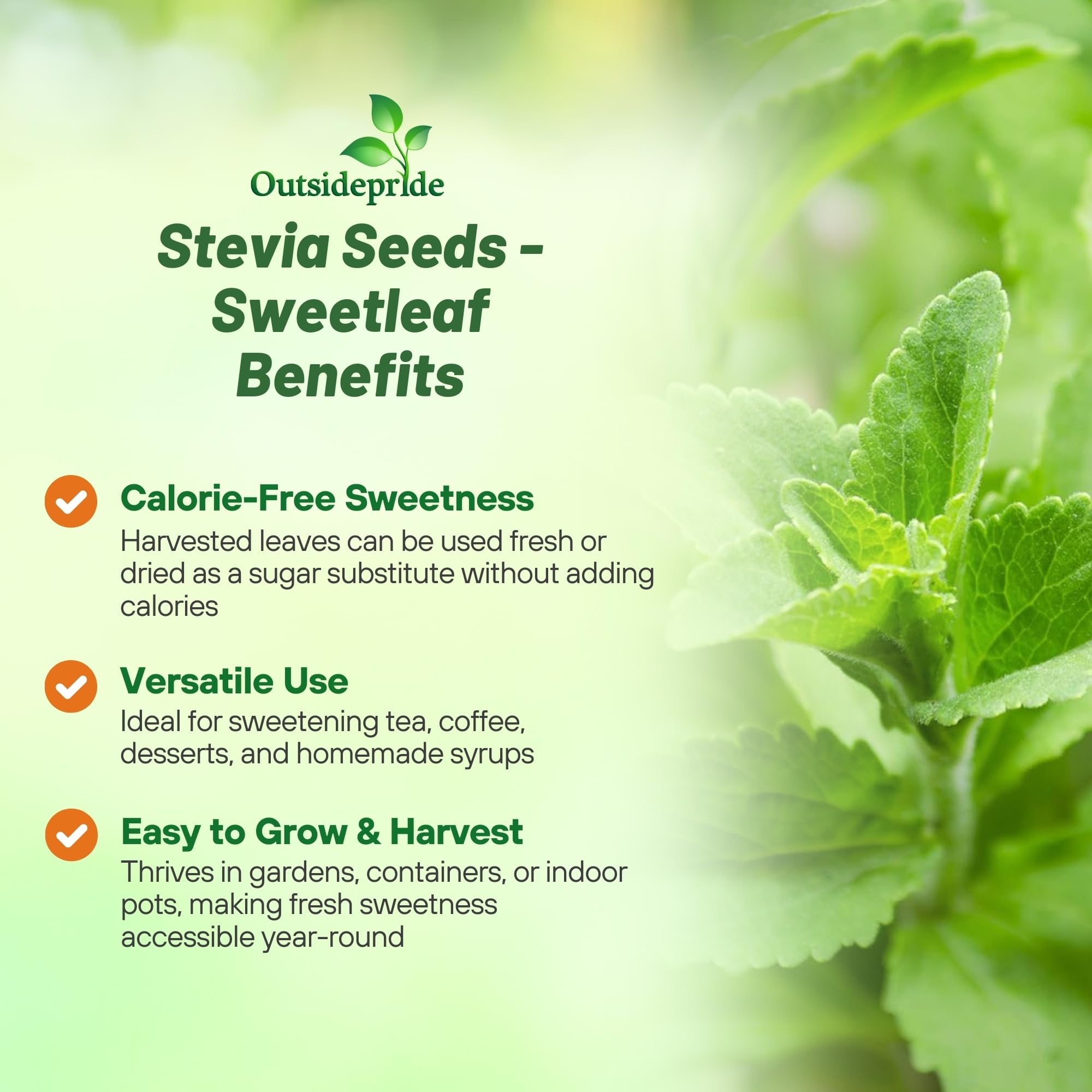Outsidepride dried stevia leaves powder for baking and flavoring.