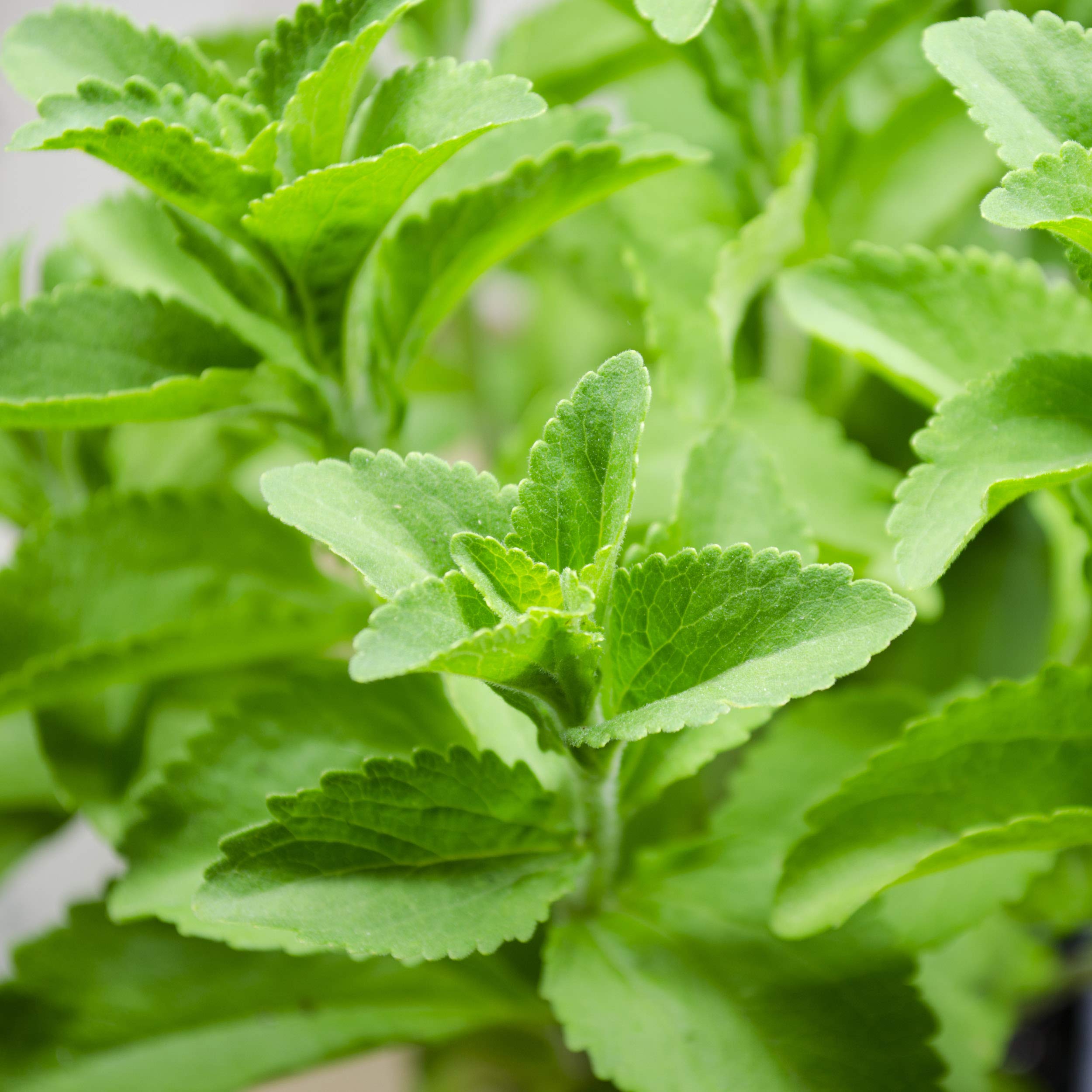 Outsidepride stevia harvest ready for fresh recipes and cooking.