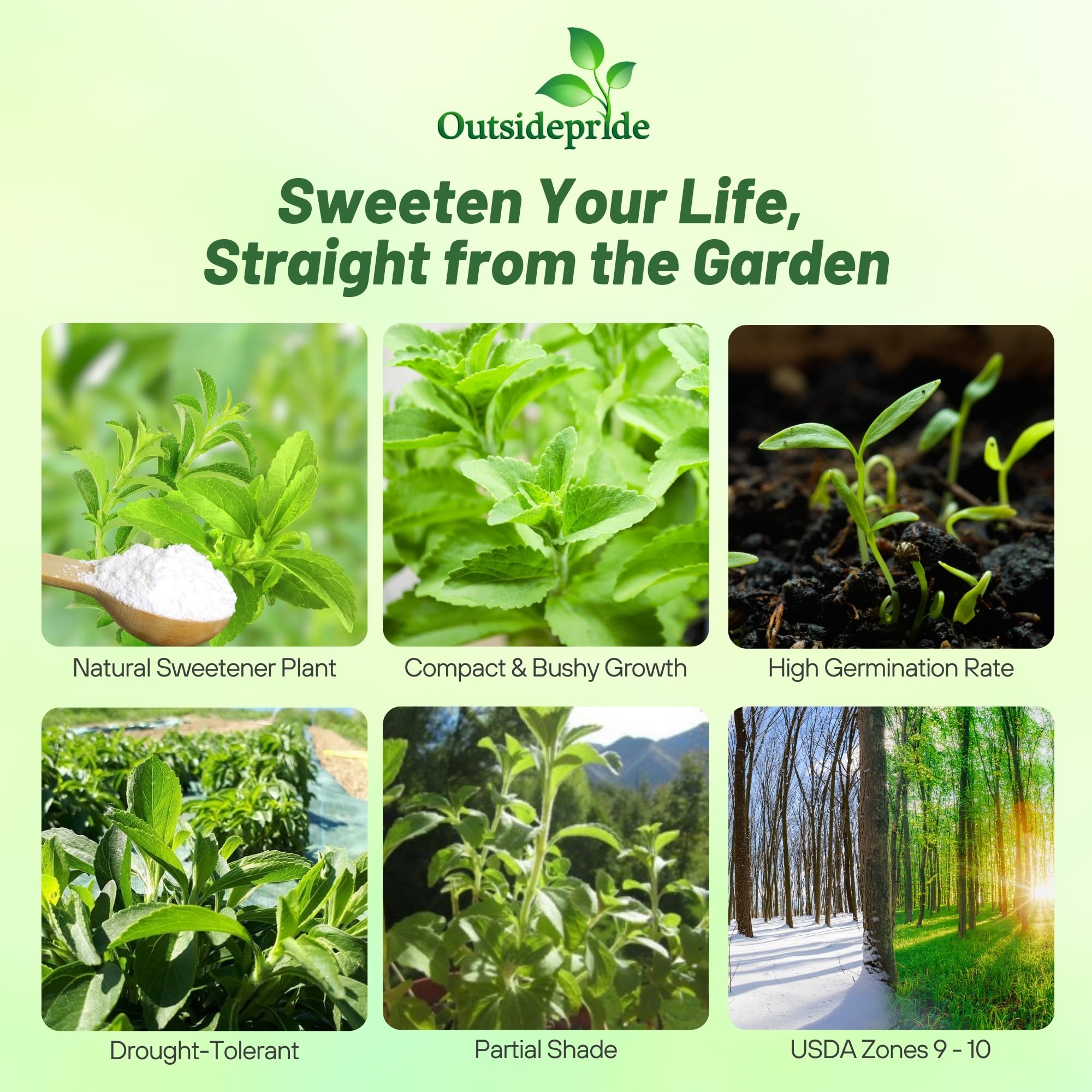 Outsidepride stevia plant thriving in a home garden.